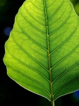 Leaf