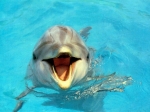 Dolphin