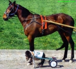 Pay for your horse