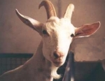 Horn face