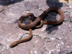 Baja snake