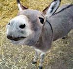 Donkey