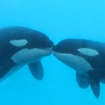 Orcas