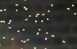 Long rods