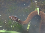 Giant water snake