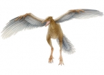 Fly