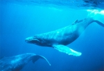 Whales