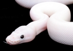 Giant white snake