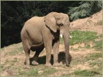 Elephant crop circle