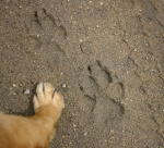 Wolf prints