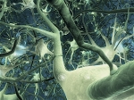 Neuronal crop circle