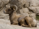 Ram