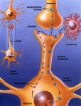 Neuronal login