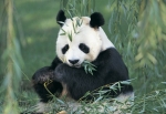 Panda foot print