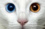 Orange eye