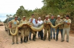 Giant snake