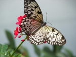 Butterfly 7