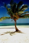 Palm tree