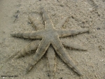 Sand star