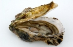 Oyster