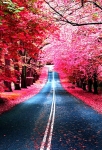 Flower road