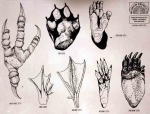 Animal foot print