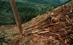  Deforestation in Tasmania 4