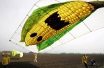 Transgenic maize ?
