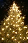 Christmas trees