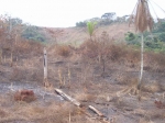 Deforestation in Malaisia 2