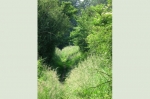 Heart in heart