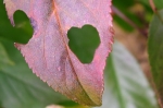 Heart i love you and come back