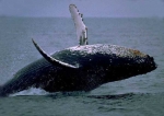 Whale