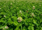 Clover field
