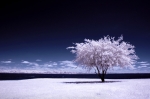 Spring / Winter